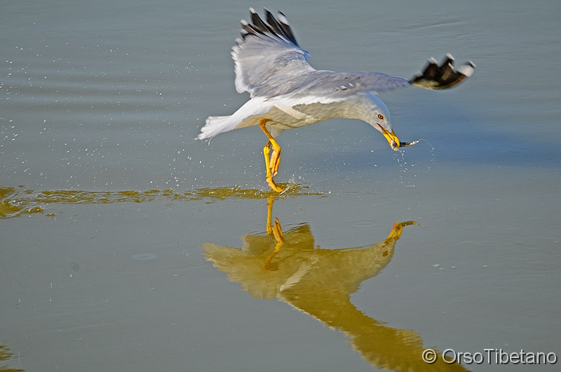 Gabbiano_Reale, Larus michaellis.jpg - APRILE 2011. Carpe Diem. Gabbiano Reale (Larus michaellis) a caccia di cibo... Coglie l'attimo il Gabbiano, che "danzando" sull'acqua cattura il piccolo pesce, coglie l'attimo il fotografo che blocca per l'eternità l'attimo fuggente... - APRIL 2011. Carpe Diem. Herring Gull hunting for food. Take the moment the Seagull, "dancing" on the water catching the small fish, the photographer captures the moment, which stops the fleeting moment for eternity...